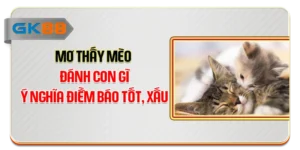 Mơ Thấy Mèo Đánh Con Gì - Ý Nghĩa Điềm Báo Tốt, Xấu